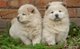 (puro) chow chow cachorros