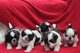 Regalo Cachorros Juguete Shih Tzu - Foto 1