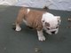 Regalo cachorros kc reg bulldog inglés