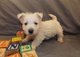 Regalo cachorros west highland white terrier para un nuevo hogar