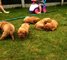 Regalo Dogo de Burdeos cachorros listos para un nuevo hogar - Foto 1