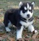 Regalo husky siberiano