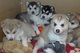 Regalo lindos perritos alaska malamute disponibles
