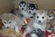 Regalo lindos Perritos Alaska Malamute disponibles - Foto 1