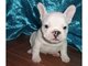 Regalo macho y hembra cachorros bulldog francés para niños - Foto 1