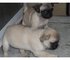 Regalo Pug cachorros machos y hembras - Foto 1