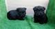 Scottish terrier cachorros con pedigri de color negro