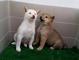 Shiba Inu camada de cachorros nacionales de color rojo y crema !! - Foto 1