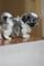 SHIH TZU Adorably, Amazing - Foto 1