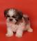 ¡tu shih-tzu, garantia por escrito! - Foto 1