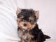 Yorkshire Terrier - Foto 1