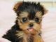 Yorkshire terriers para