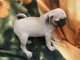 Adorables cachorros cervatillo pug están disponibles