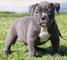 American pit bull terriers cachorros