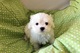 Bichon maltes toy por regalo