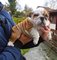 Bulldog inglés cachorros listos para un nuevo hogar