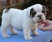 Bulldog inglés cachorros para la venta