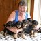 Cachorros de airedale terrier para un nuevo hogar