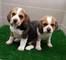 Cachorros de beagle de color tricolor