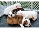 Cachorros de bulldog inglés Regalo 0 - Foto 1