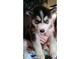 Cachorros Husky siberiano por realojamiento - Foto 1