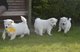 Cachorros Samoyedo bebés disponibles para llevar a casa - Foto 1