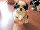 Cria -cachorro mezcla chit- tsu cochorro en adopcion - Foto 1