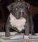 Cuidar cachorros pitbull americanos en venta