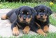 Excelentes cachorros de Rottweiler - Foto 1