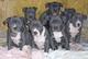 Excelentes cachorros pitbull americanos en venta - Foto 1