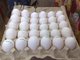 Fértil loros huevos y loros en venta