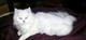 Gata persa blanca joven de 9 meses - Foto 2