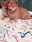 Hermosa Kc registrado Shiba Inu cachorros japoneses - Foto 1