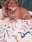 Hermosa kc registrado shiba inu cachorros japoneses