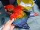 Lindos hablando loros guacamayos para la venta