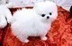 Pomerania disponible