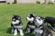 Regalo 100% Los cachorros Siberian Husky pup - Foto 1