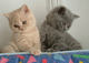 Regalo british shorthair