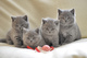 Regalo de british shorthair gatitos