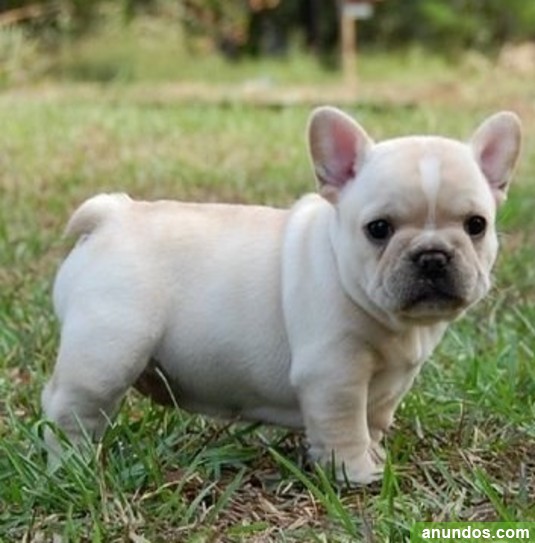 Lobo con piel de cordero Limpiamente Mendigar Los cachorros bulldog francés para la venta / Adopción añadir tu - Avià Lobo con piel de cordero Limpiamente Mendigar Los cachorros bulldog francés para la venta / Adopción añadir tu - Avià