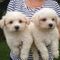 2 cuccioli bichon frise maschile e femminile