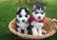 2 husky siberiano de la calidad para una buena hogares