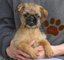 Akc cachorros registrados bruselas griffon