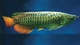 Arowana pecesy otros peces para la venta