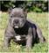 Cachorra bully exelente linea de sangre