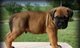 Cachorros bullmastiff adorables - Foto 1