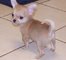 Cachorros fantástico y un bonito Chihuahua - Foto 1