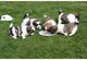 Cachorros hermosos Shih Tzu - Foto 1
