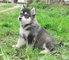 Cachorros malamute de Alaska o un nuevo hogar - Foto 1