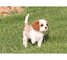 Cachorros pedigree Cavalier King Charles - Foto 1